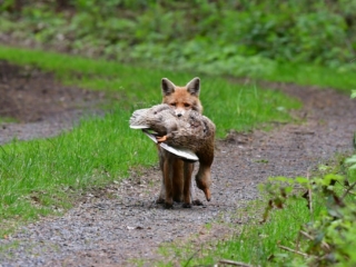 Rotfuchs