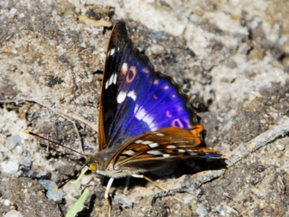 Schillerfalter