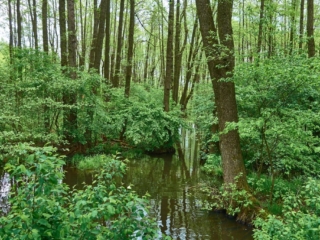 Steinkreis16