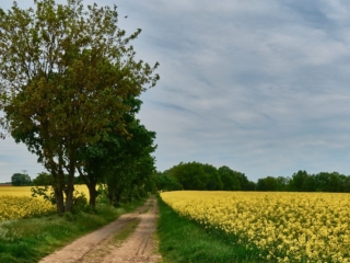 Panschwitz26