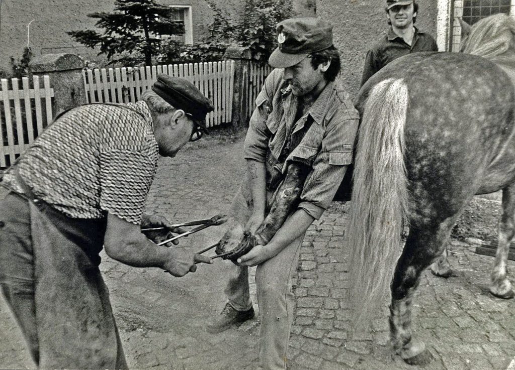W.Barchmann beim Beschlagen der Forstpferde aus Großröhrsdorf 1980