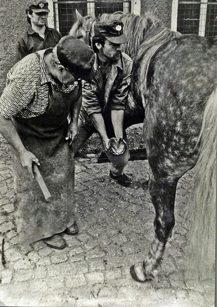 W.Barchmann beim Beschlagen der Forstpferde aus Großröhrsdorf 1980